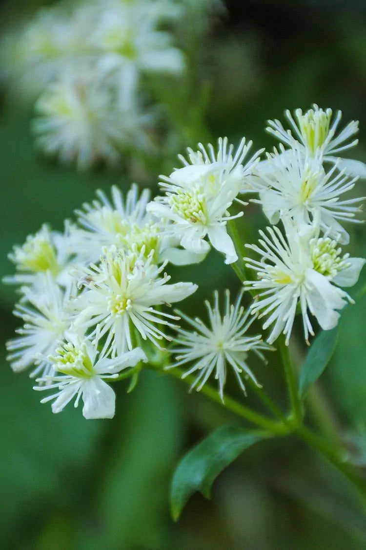 Virgin's Bower (Clematis virginiana)