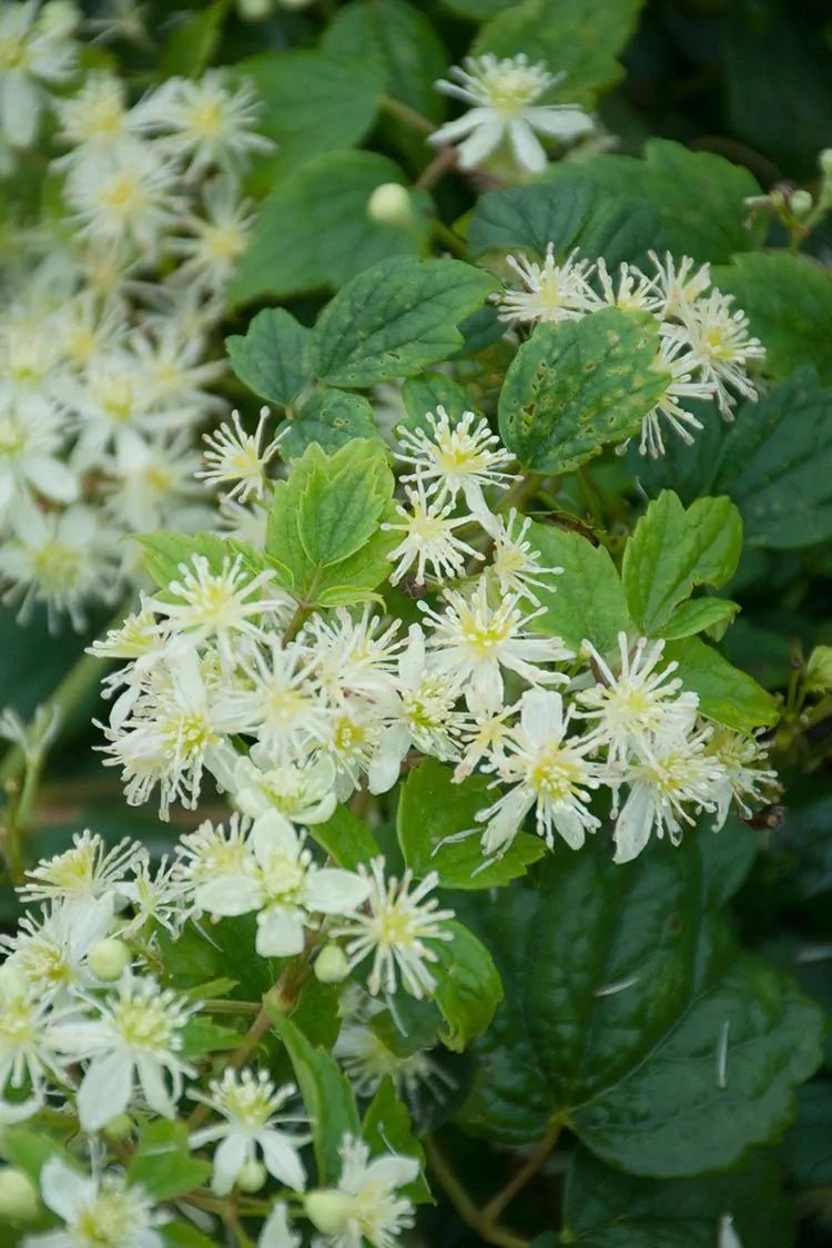 Virgin's Bower (Clematis virginiana)