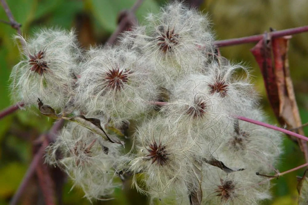 Virgin's Bower (Clematis virginiana)