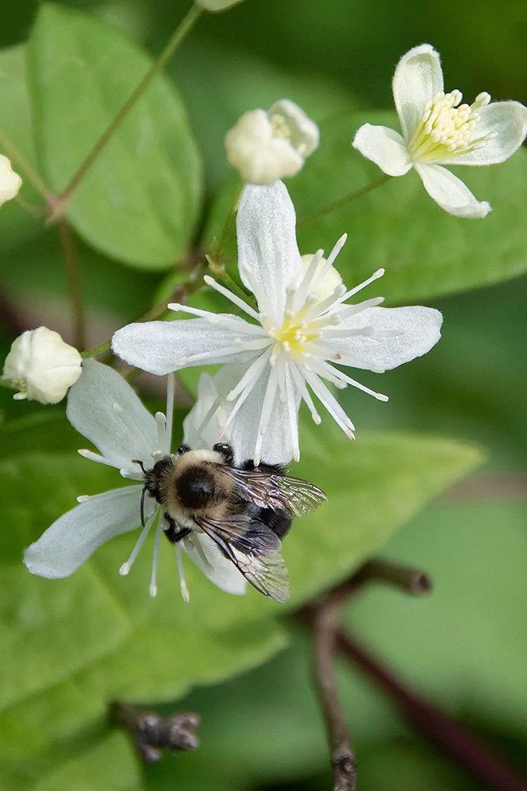 Virgin's Bower (Clematis virginiana)