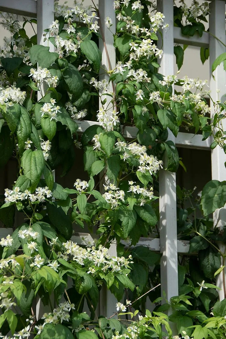 Virgin's Bower (Clematis virginiana)