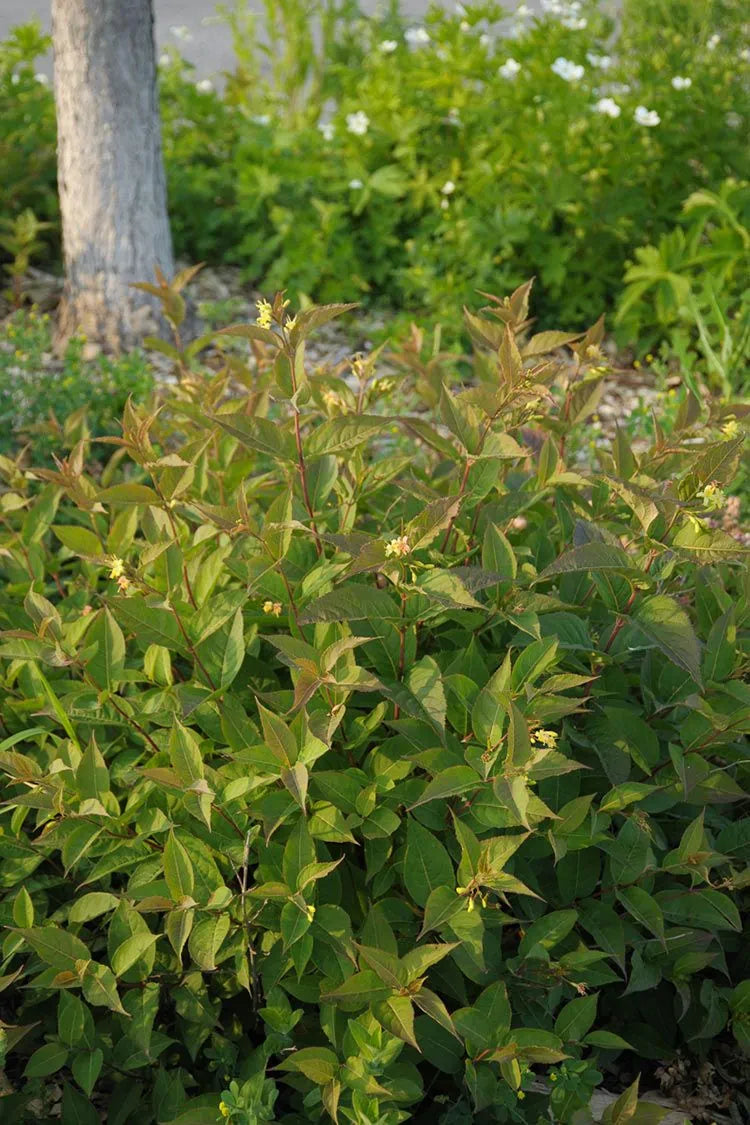 Northern Bush Honeysuckle (Diervilla lonicera)