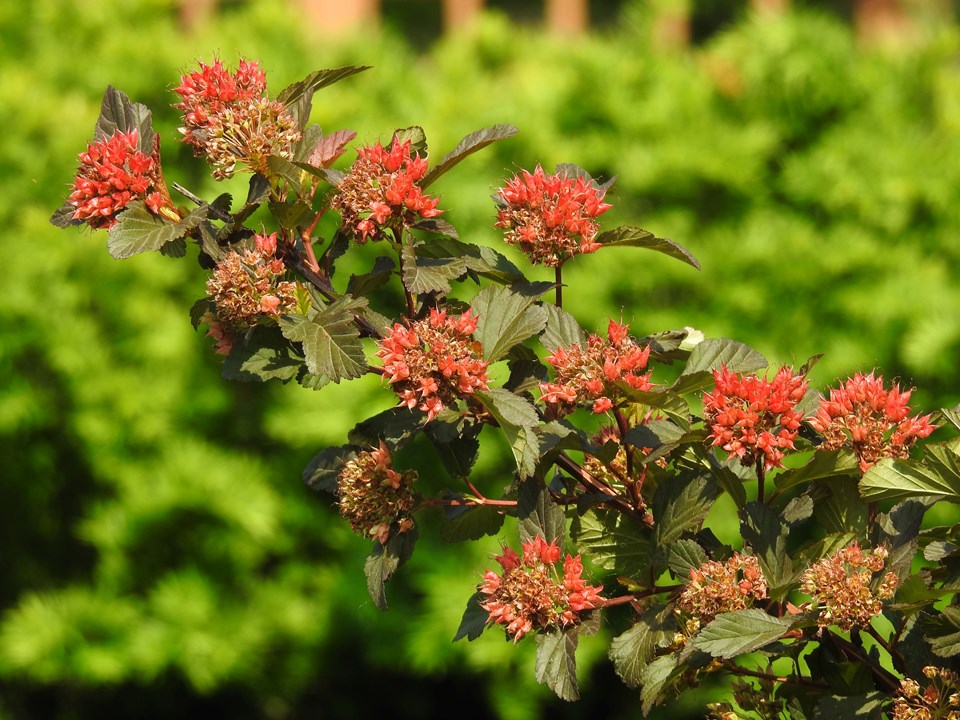 Common Ninebark (Physocarpus opulifolius)