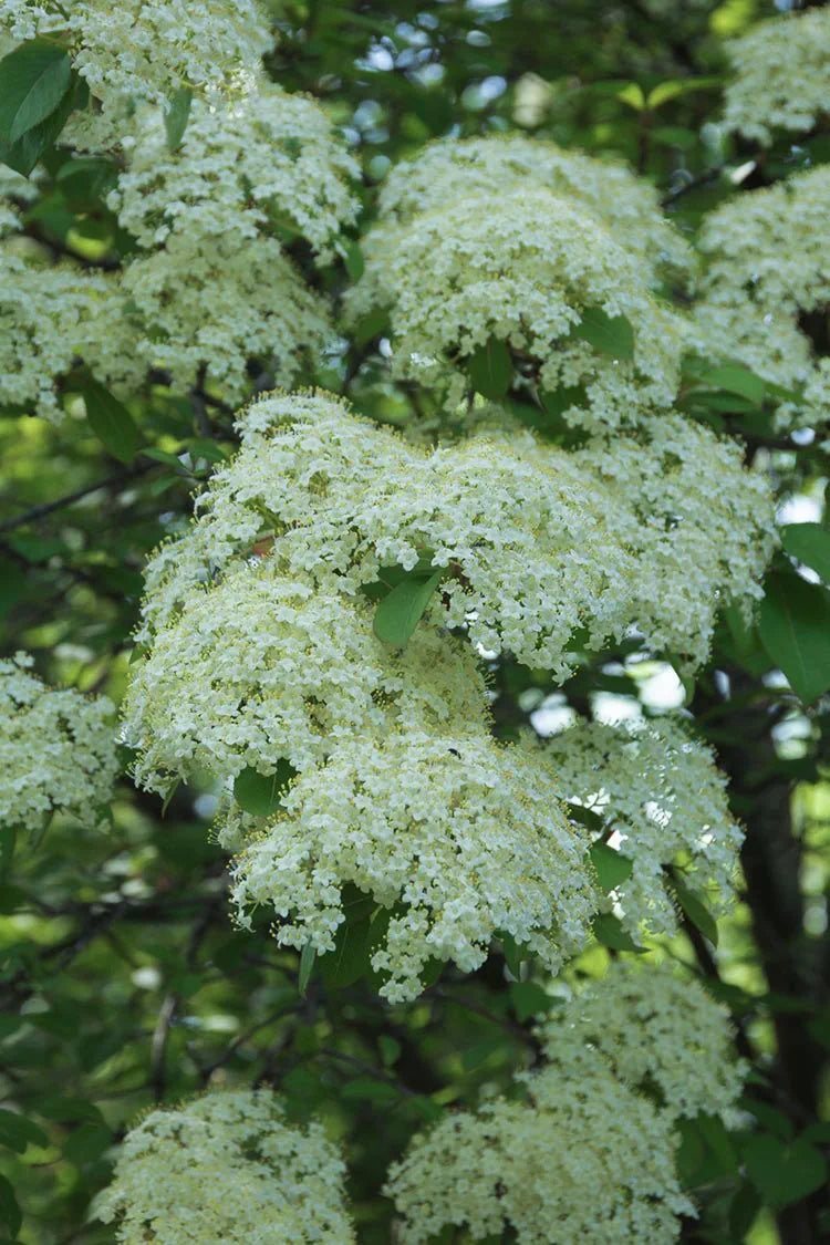 Blackhaw Viburnum (Viburnum prunifolium)