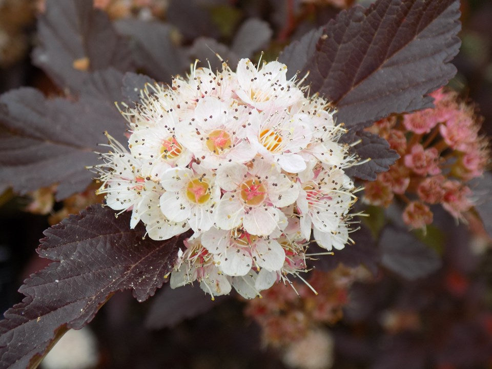 Common Ninebark (Physocarpus opulifolius)