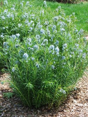 Threadleaf Bluestar (Amsonia hubrichtii)