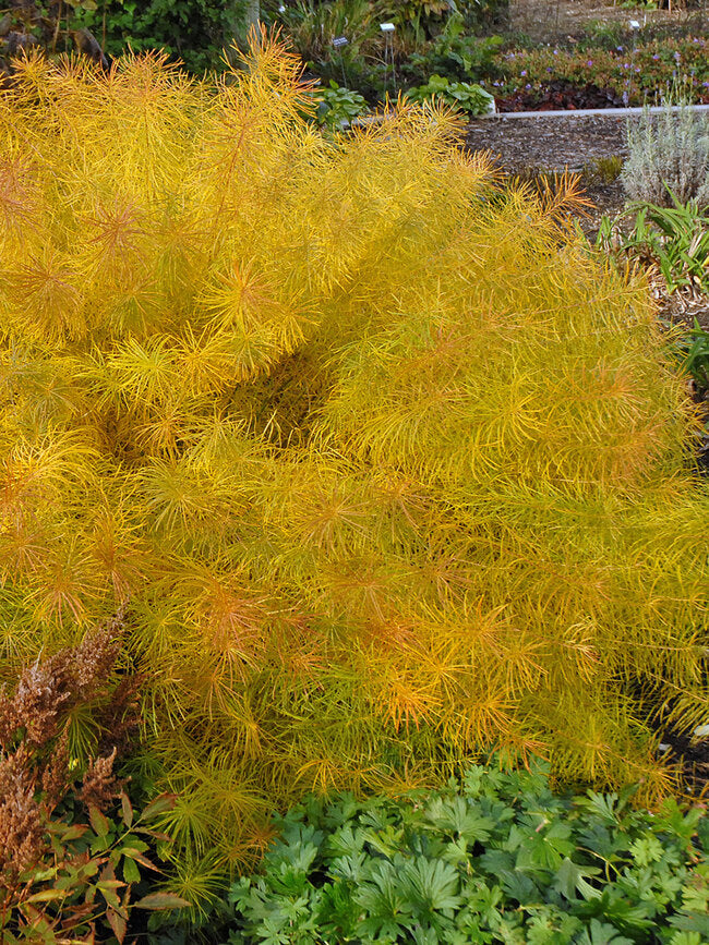 Threadleaf Bluestar (Amsonia hubrichtii)