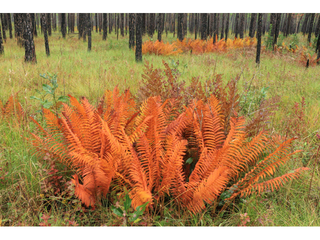 Cinnamon Fern (Osmunda cinnamomea)