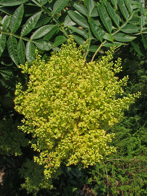 Winged Sumac (Rhus copallinum)