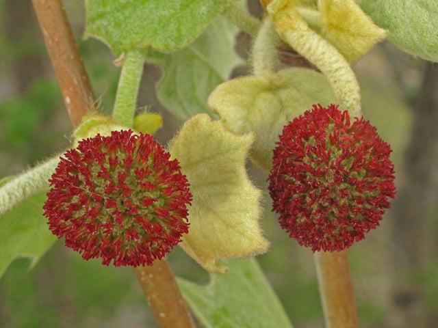 American Sycamore (Platanus occidentalis)