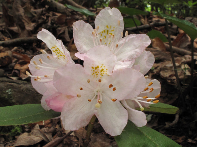 Carolina Rhododendron (Rhododendron carolinianum)