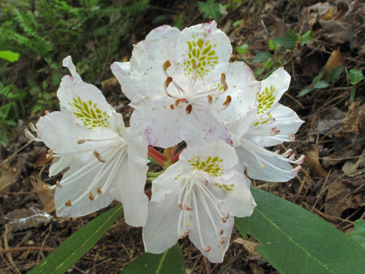 Carolina Rhododendron (Rhododendron carolinianum)