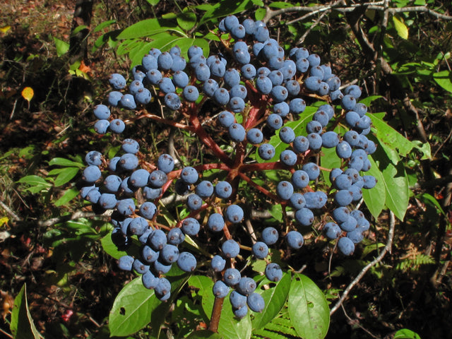 Possumhaw Viburnum (Viburnum nudum)