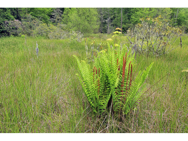 Cinnamon Fern (Osmunda cinnamomea)