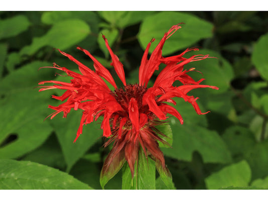 Scarlet Beebalm (Monarda didyma)