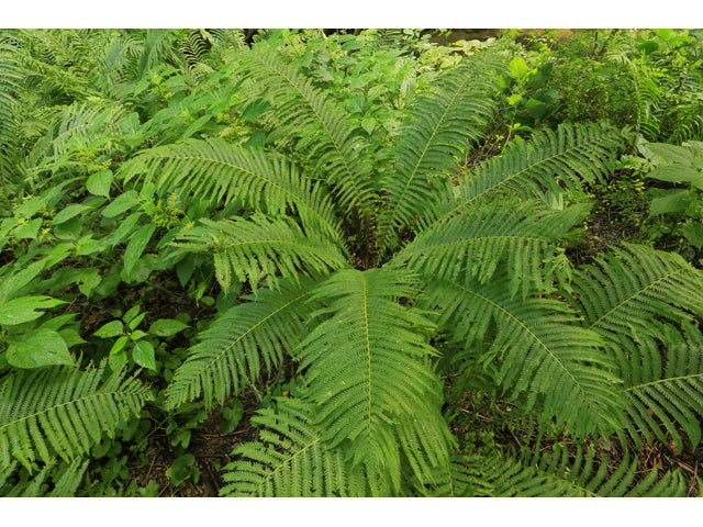 Ostrich Fern (Matteuccia struthiopteris)