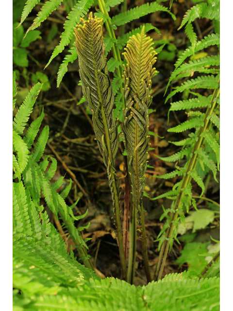 Ostrich Fern (Matteuccia struthiopteris)