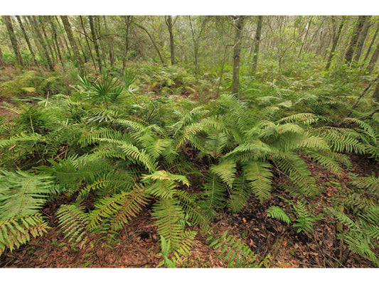 Cinnamon Fern (Osmunda cinnamomea)