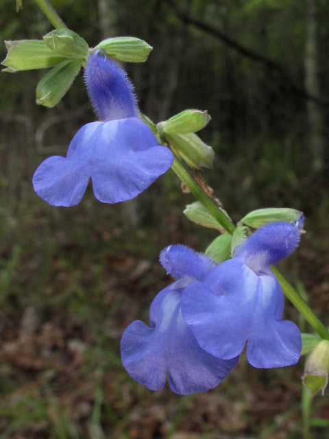 Blue Sage (Salvia azurea)