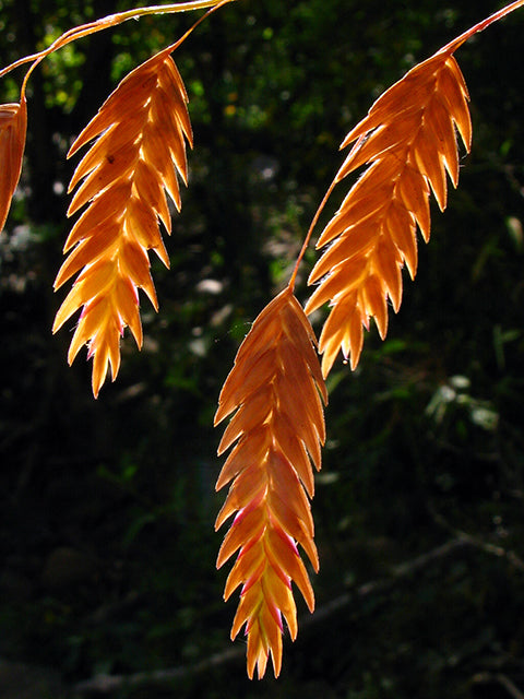 River Oats (Chasmanthium latifolium)