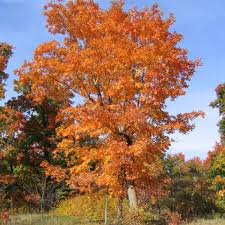 Mountain Maple (Acer spicatum)