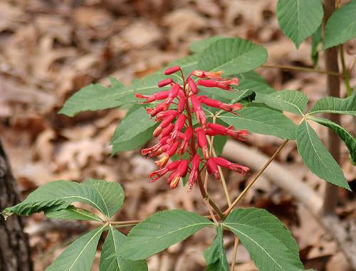 Red Buckeye (Aesculus pavia)
