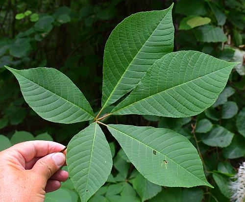 Bottlebrush Buckeye (Aesculus parviflora)