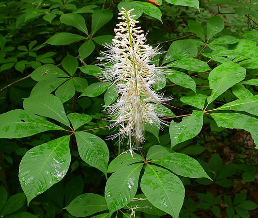 Bottlebrush Buckeye (Aesculus parviflora)