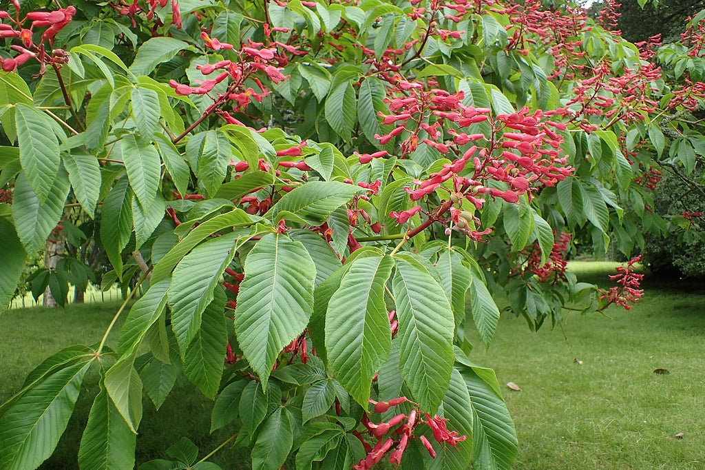 Red Buckeye (Aesculus pavia)