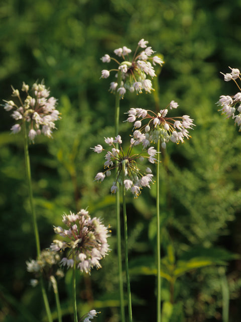 Nodding Onion (Allium cernuum)