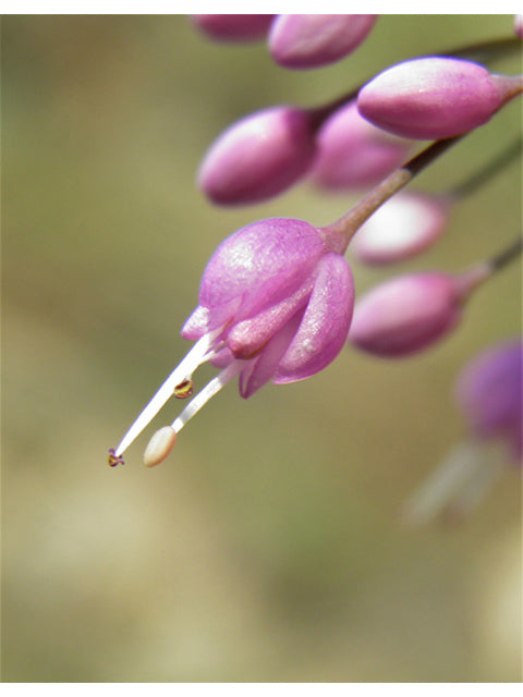 Nodding Onion (Allium cernuum)