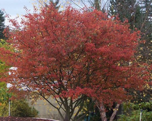 Allegheny Serviceberry (Amelanchier laevis)