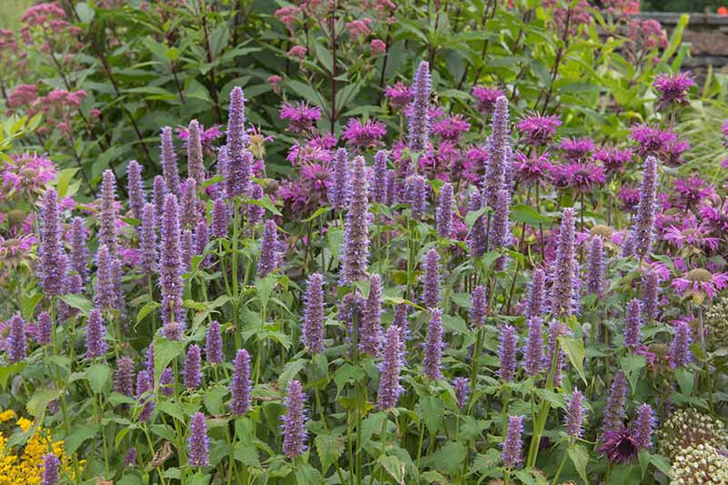 Anise Hyssop (Agastache foeniculum)