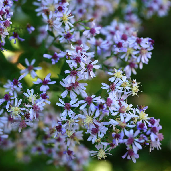 Blue Wood Aster (Symphyotrichum cordifolium)