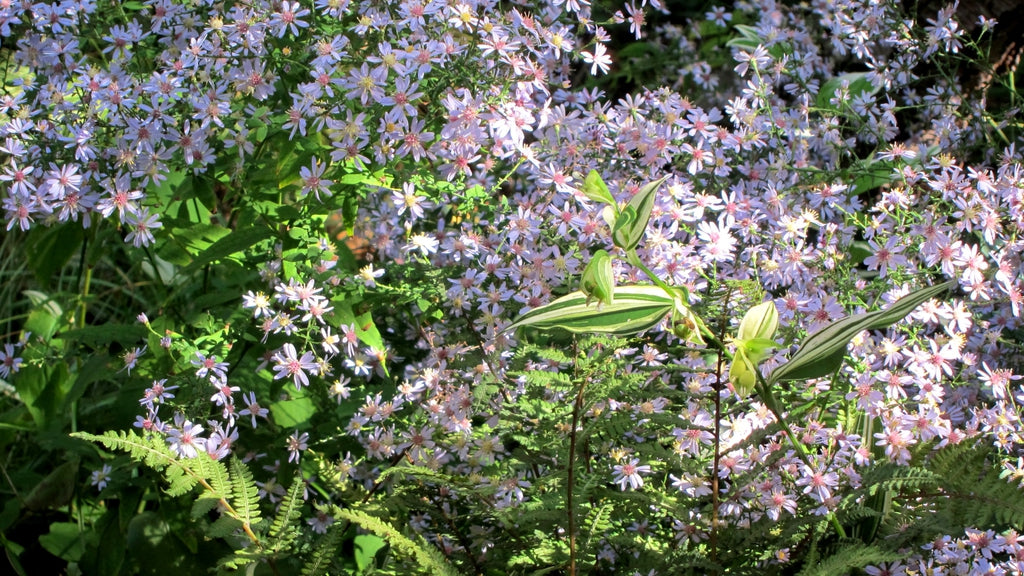Blue Wood Aster (Symphyotrichum cordifolium)