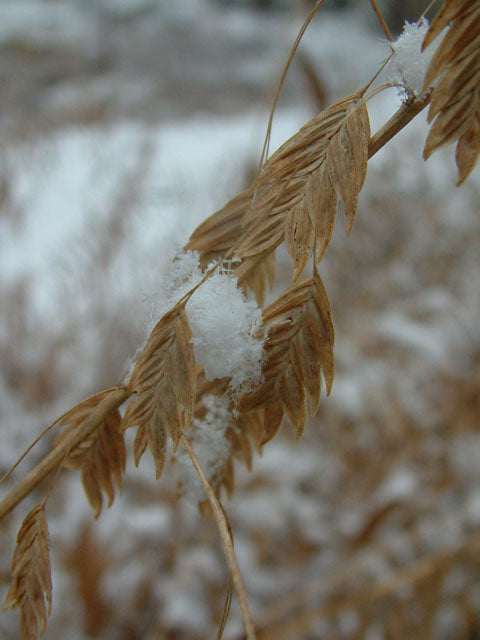 River Oats (Chasmanthium latifolium)