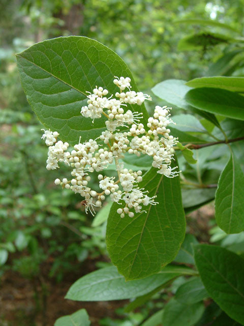 Possumhaw Viburnum (Viburnum nudum)