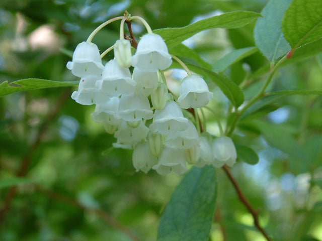 Honeycup (Zenobia pulverulenta)