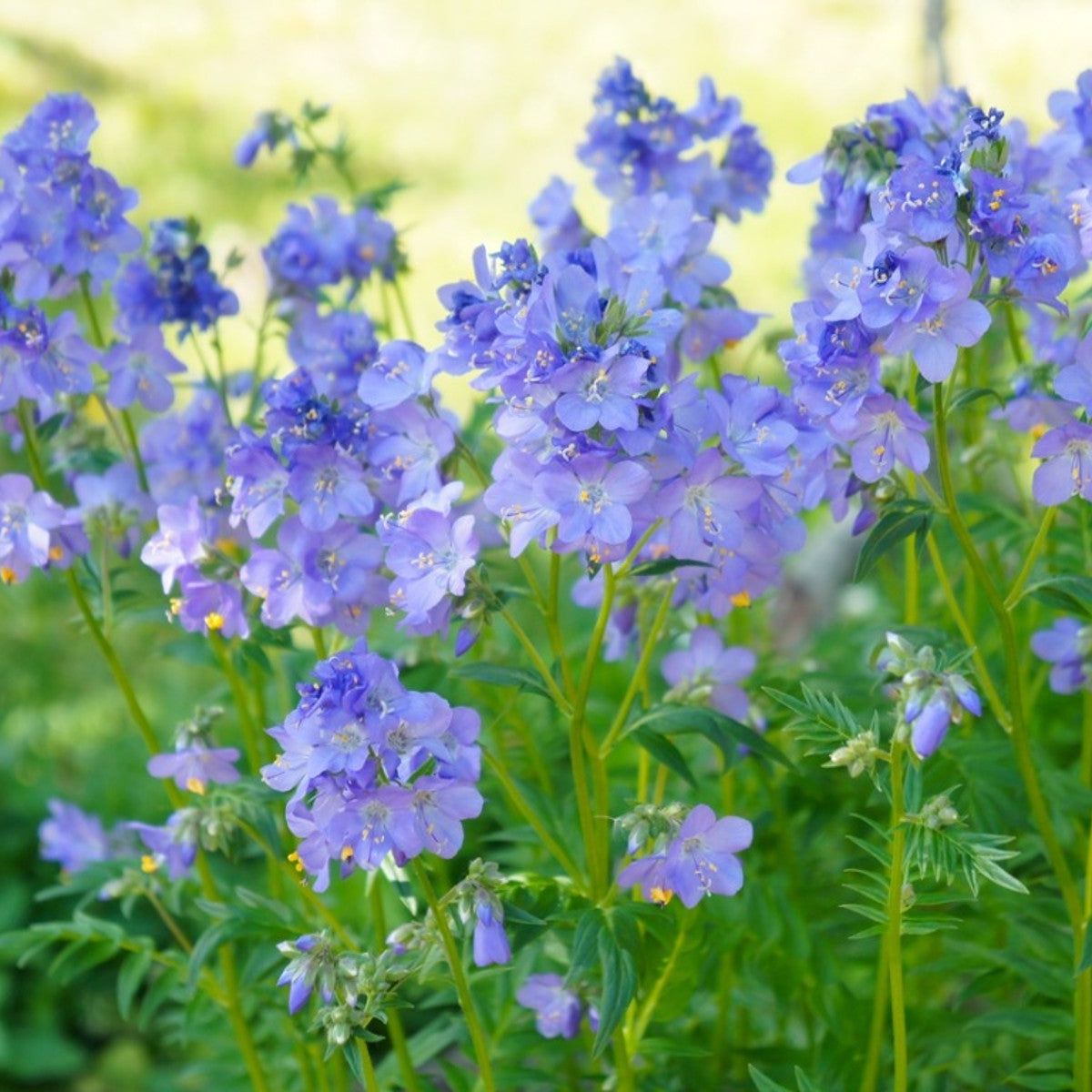 Mel's Soft Landings Plant Kit