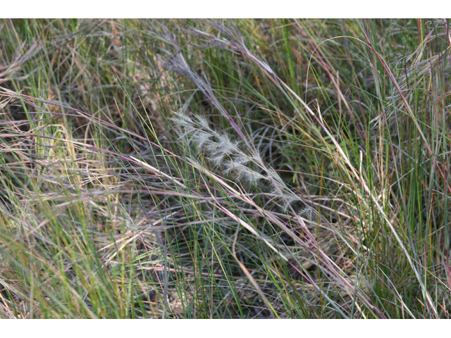 Broomsedge (Andropogon virginicus)