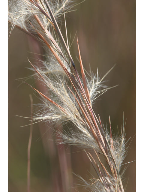 Broomsedge (Andropogon virginicus)