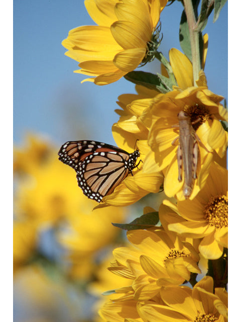 Maximilian Sunflower (Helianthus maximiliani)