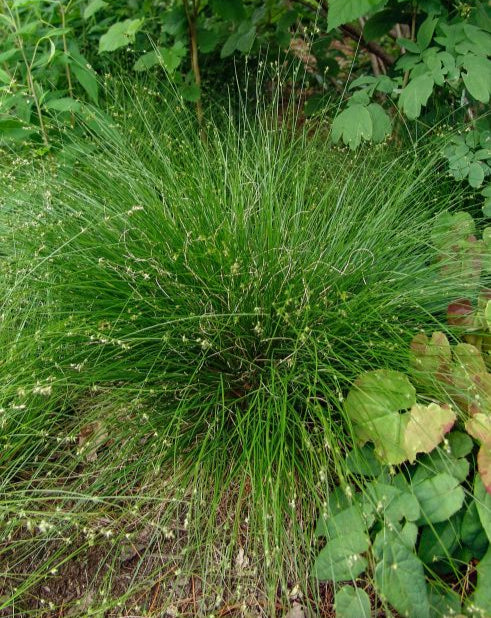 Appalachian Sedge (Carex appalachica)