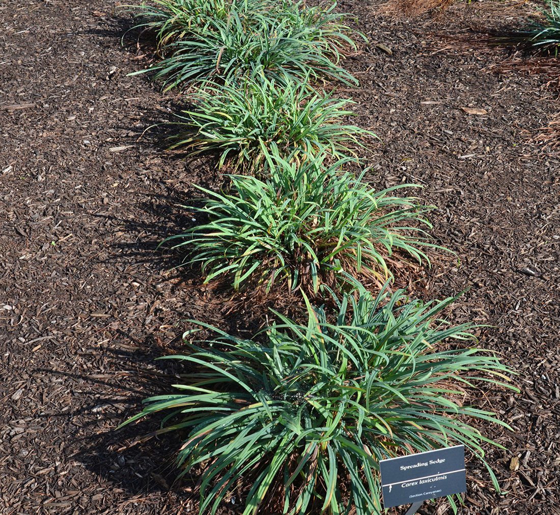 Creeping Sedge (Carex laxiculmis)