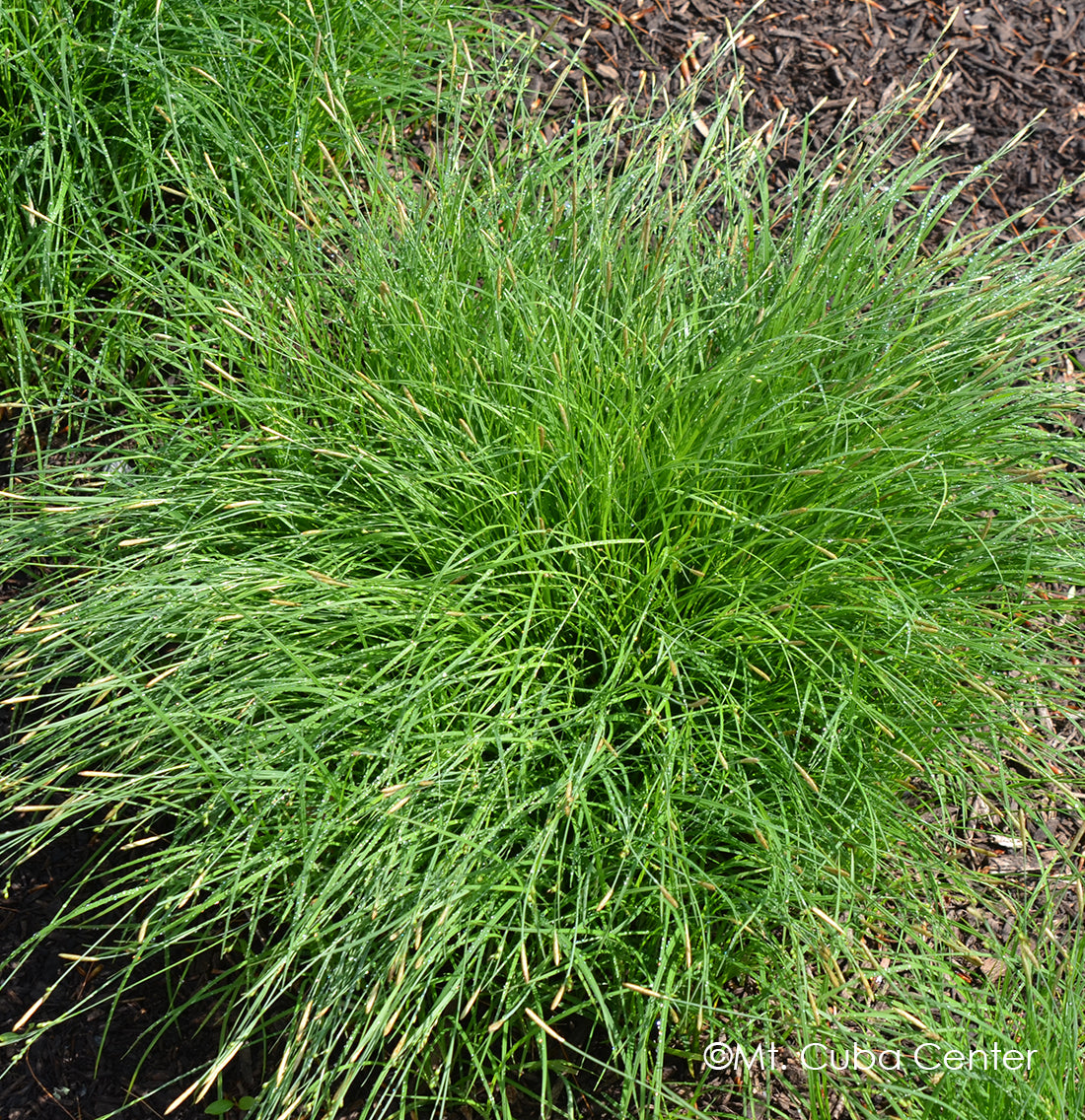 Wood's Sedge (Carex woodii)