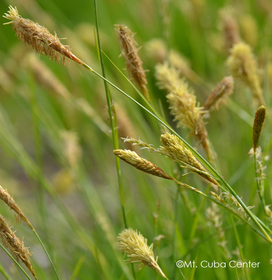 Wood's Sedge (Carex woodii)