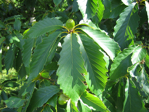 Chestnut Oak (Quercus prinus)