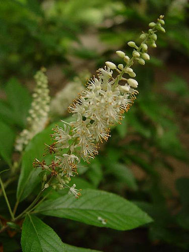 Mountain Sweet Pepperbush (Clethra acuminata)