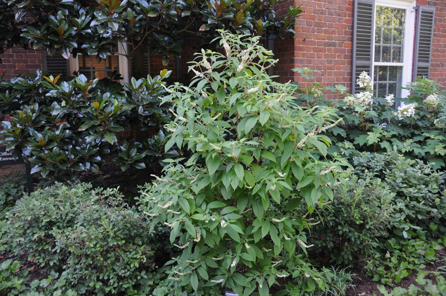 Mountain Sweet Pepperbush (Clethra acuminata)