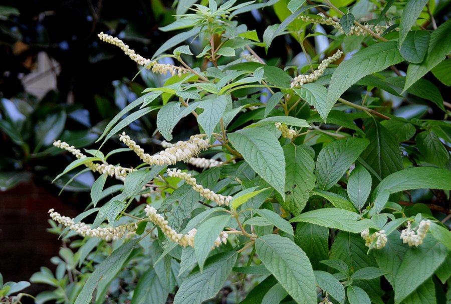 Mountain Sweet Pepperbush (Clethra acuminata)